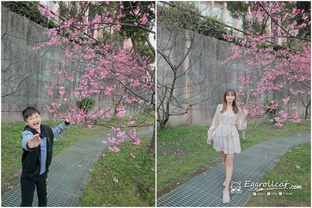 康誥坑溪櫻花大道 新北櫻花 汐止景點