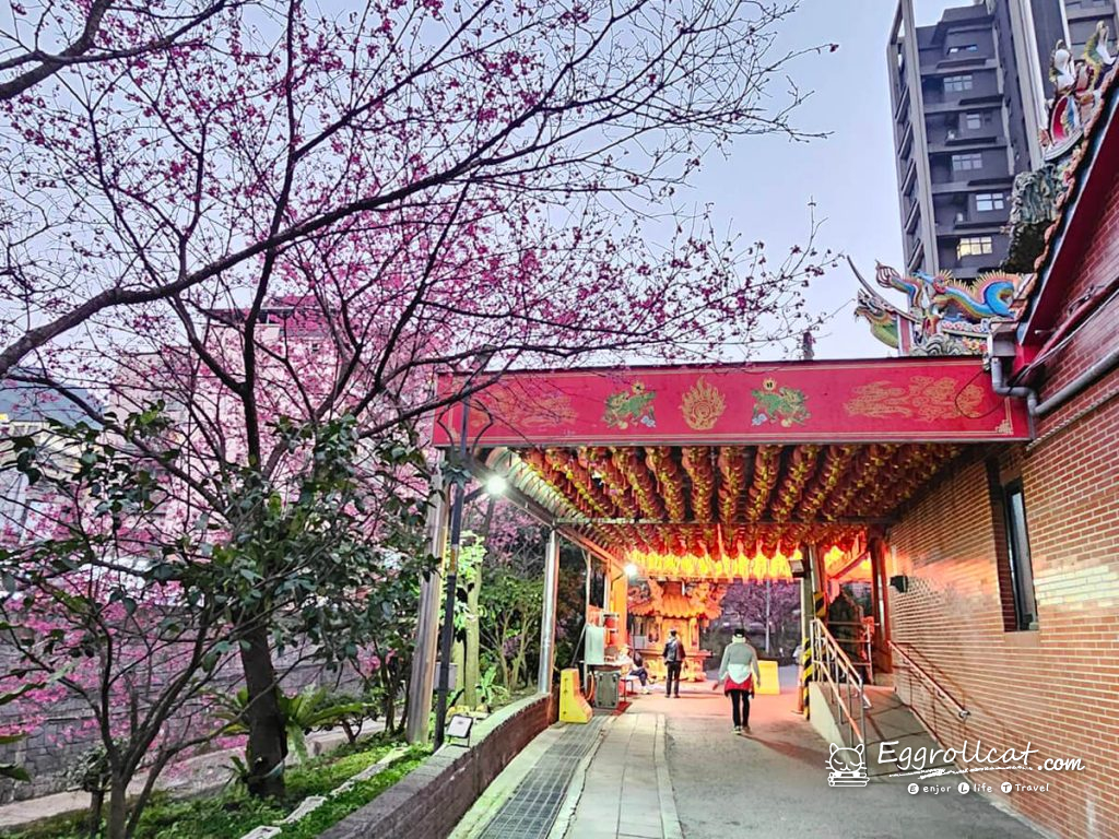 康誥坑溪櫻花大道 新北櫻花 汐止景點