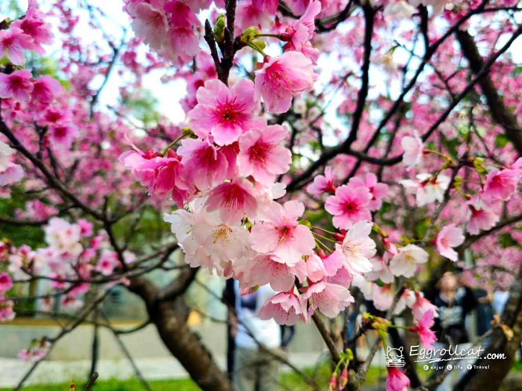 【台北信義】象山公園親子遊樂場|磨石子溜滑梯・101景觀・春季限定賞櫻 象山公園 象山櫻花 台北賞櫻 台北101觀景