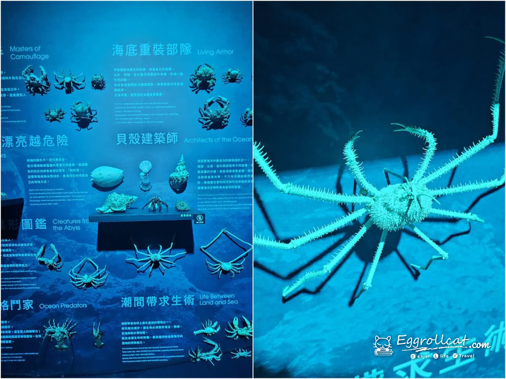 
動物王國大探險展－比薩大學自然史博物館 
國立臺灣科學教育館
士林科教館