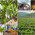 杜羅河谷 Douro Valley