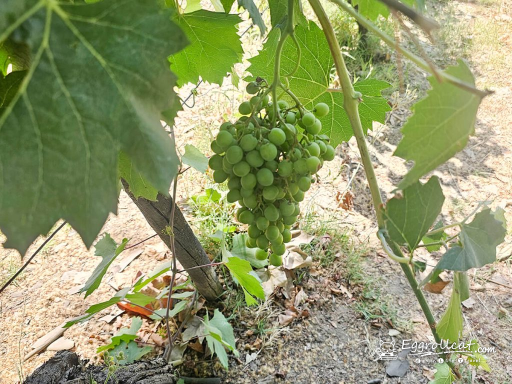 【葡萄牙旅遊】杜羅河谷酒莊 Douro Valley｜從葡萄田到酒杯的品酒之旅