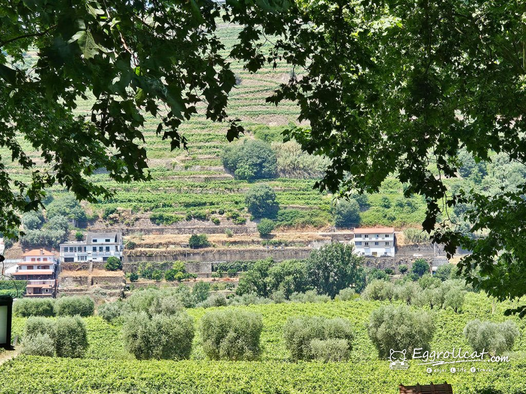 【葡萄牙旅遊】Douro Valley 杜羅河谷酒莊｜從葡萄田到酒杯的品酒之旅