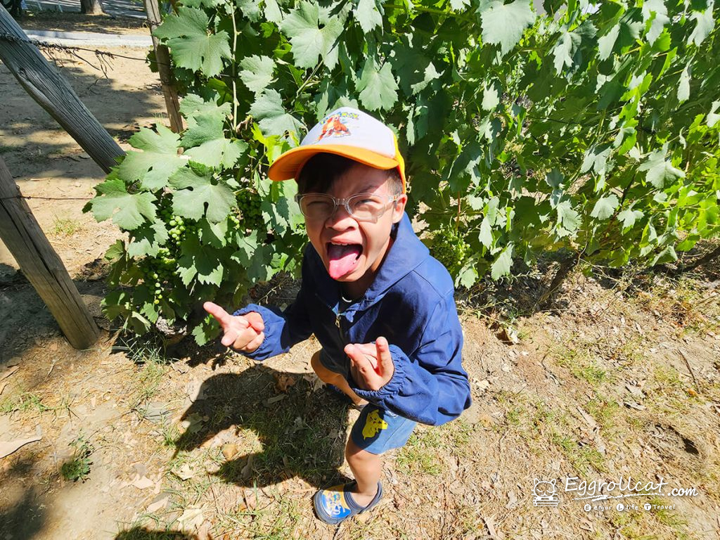 【葡萄牙旅遊】杜羅河谷酒莊 Douro Valley｜從葡萄田到酒杯的品酒之旅
