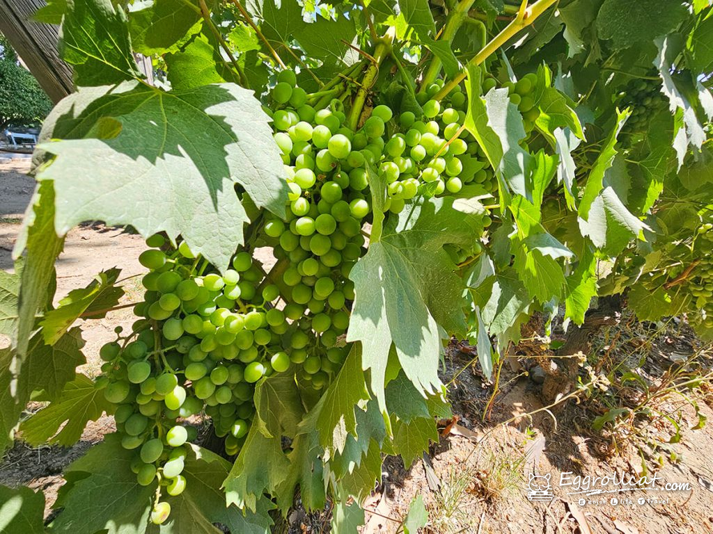 葡萄牙波特酒的故鄉｜杜羅河谷 Douro Valley