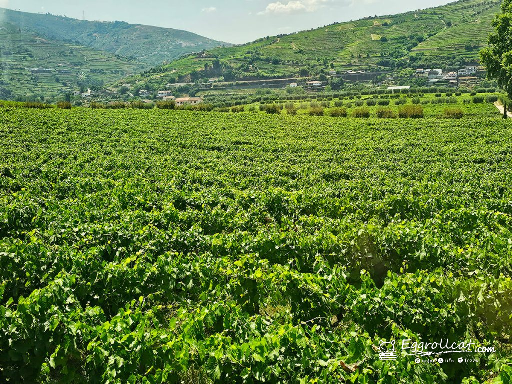  葡萄牙波特酒的故鄉｜杜羅河谷 Douro Valley